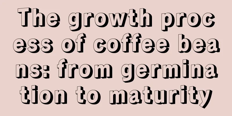 The growth process of coffee beans: from germination to maturity