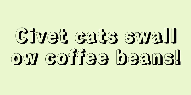 Civet cats swallow coffee beans!