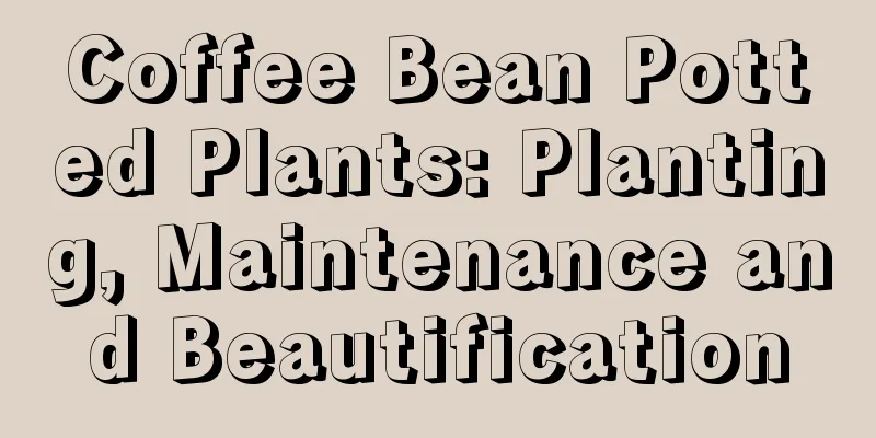 Coffee Bean Potted Plants: Planting, Maintenance and Beautification