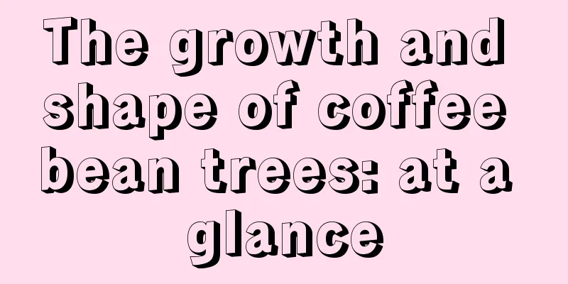 The growth and shape of coffee bean trees: at a glance