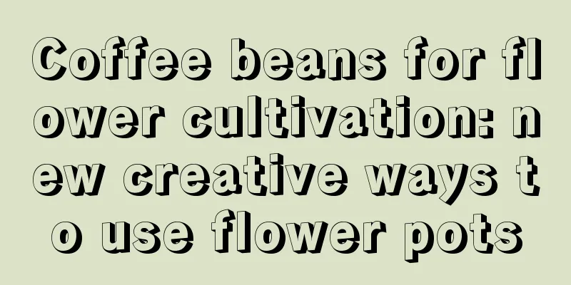 Coffee beans for flower cultivation: new creative ways to use flower pots