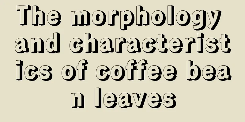 The morphology and characteristics of coffee bean leaves