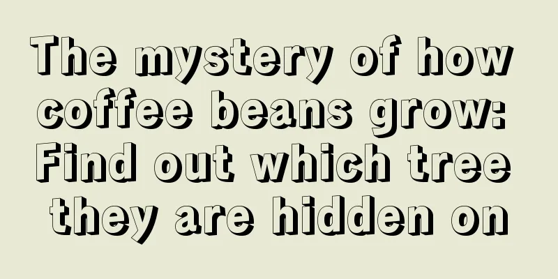 The mystery of how coffee beans grow: Find out which tree they are hidden on