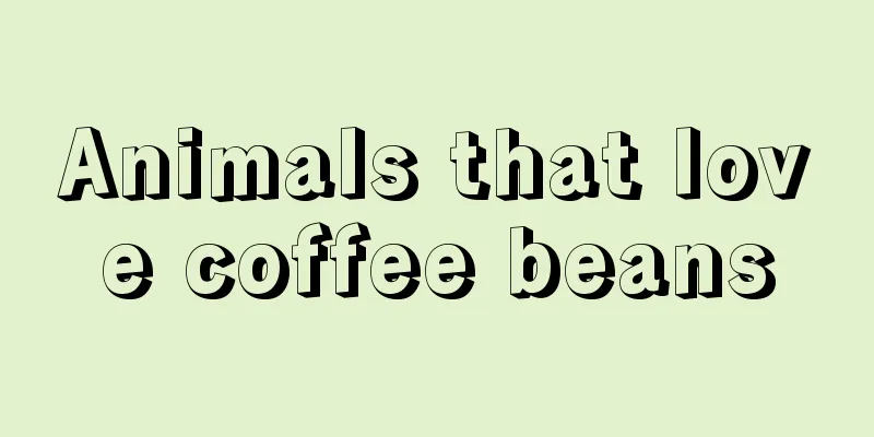 Animals that love coffee beans