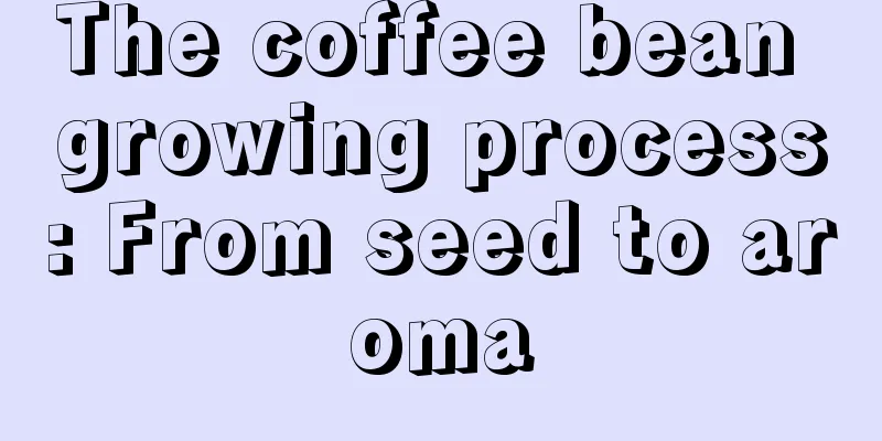 The coffee bean growing process: From seed to aroma