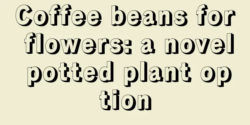 Coffee beans for flowers: a novel potted plant option