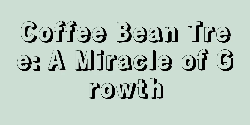 Coffee Bean Tree: A Miracle of Growth