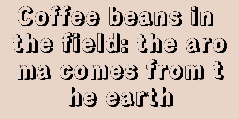 Coffee beans in the field: the aroma comes from the earth