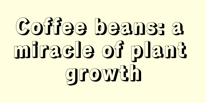 Coffee beans: a miracle of plant growth