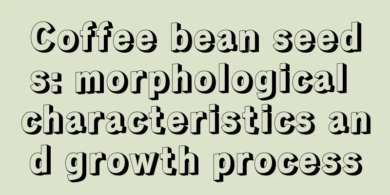 Coffee bean seeds: morphological characteristics and growth process