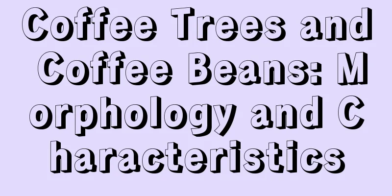 Coffee Trees and Coffee Beans: Morphology and Characteristics