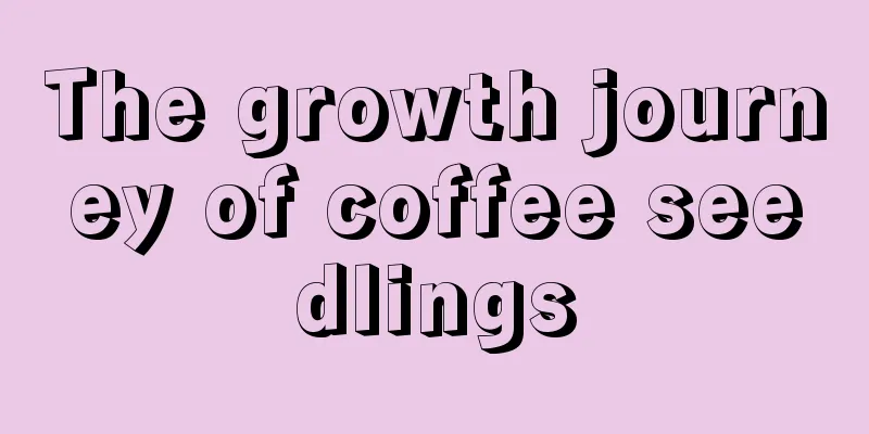 The growth journey of coffee seedlings