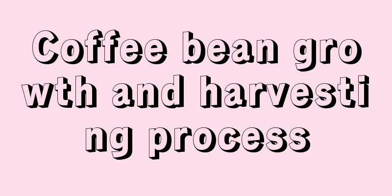 Coffee bean growth and harvesting process