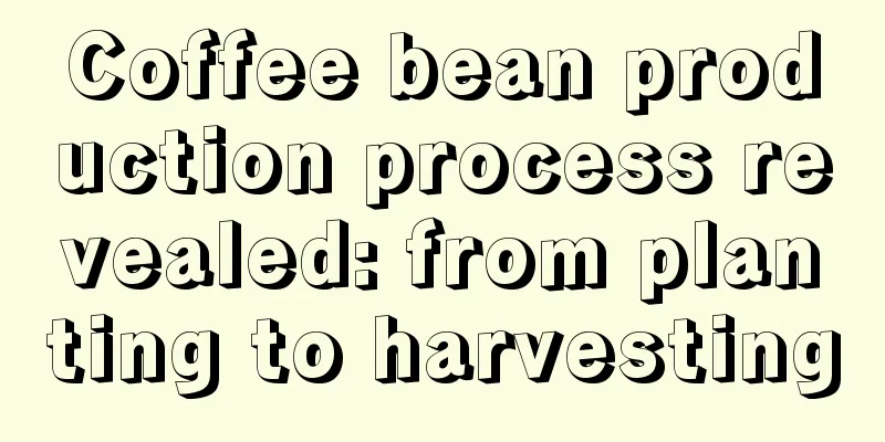 Coffee bean production process revealed: from planting to harvesting