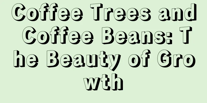 Coffee Trees and Coffee Beans: The Beauty of Growth