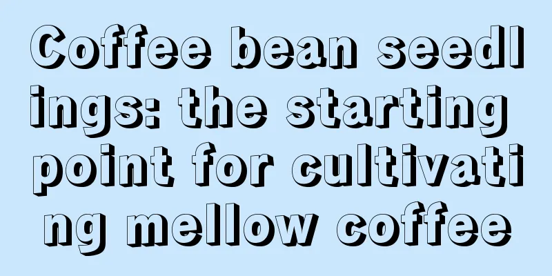 Coffee bean seedlings: the starting point for cultivating mellow coffee