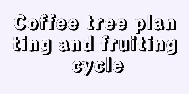 Coffee tree planting and fruiting cycle