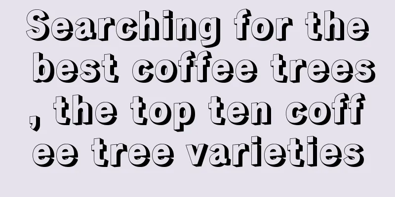 Searching for the best coffee trees, the top ten coffee tree varieties