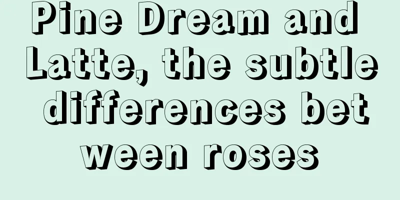 Pine Dream and Latte, the subtle differences between roses