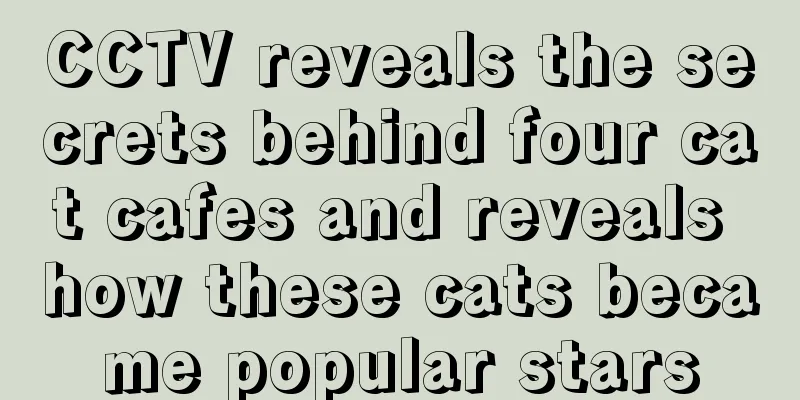 CCTV reveals the secrets behind four cat cafes and reveals how these cats became popular stars