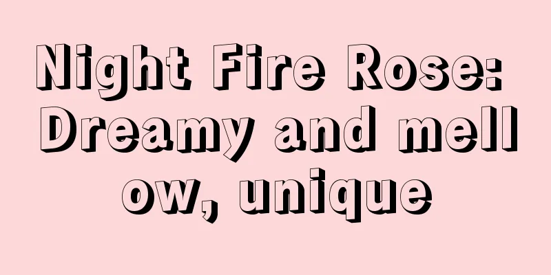 Night Fire Rose: Dreamy and mellow, unique