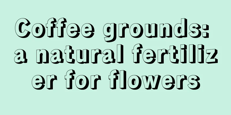 Coffee grounds: a natural fertilizer for flowers