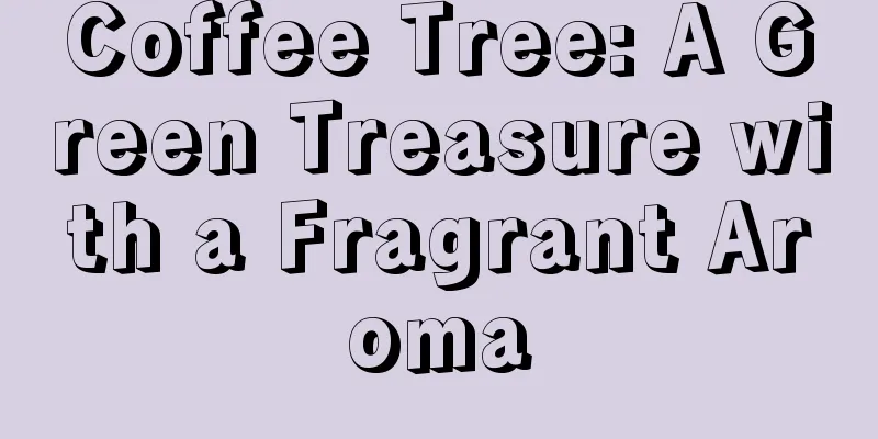 Coffee Tree: A Green Treasure with a Fragrant Aroma