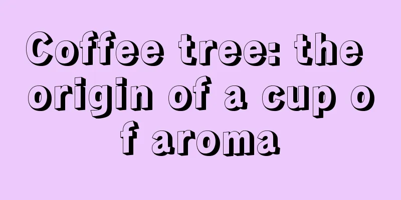 Coffee tree: the origin of a cup of aroma