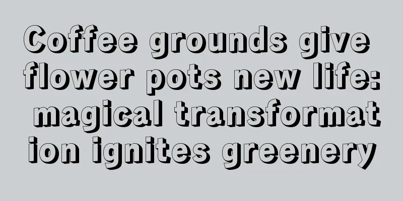 Coffee grounds give flower pots new life: magical transformation ignites greenery