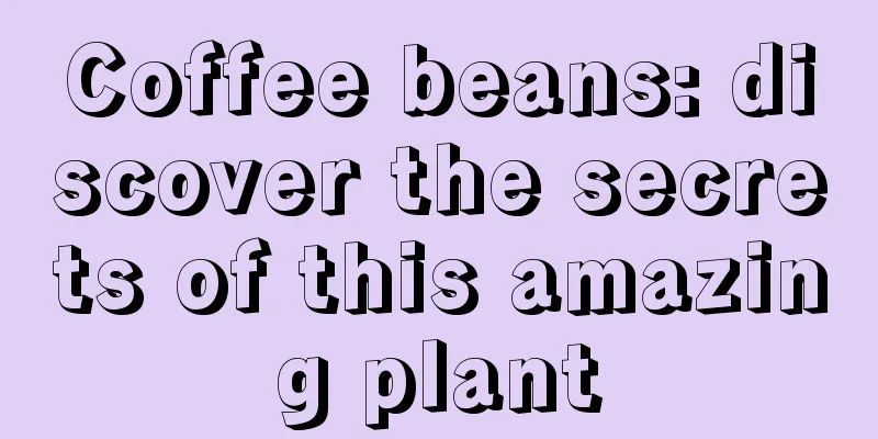 Coffee beans: discover the secrets of this amazing plant