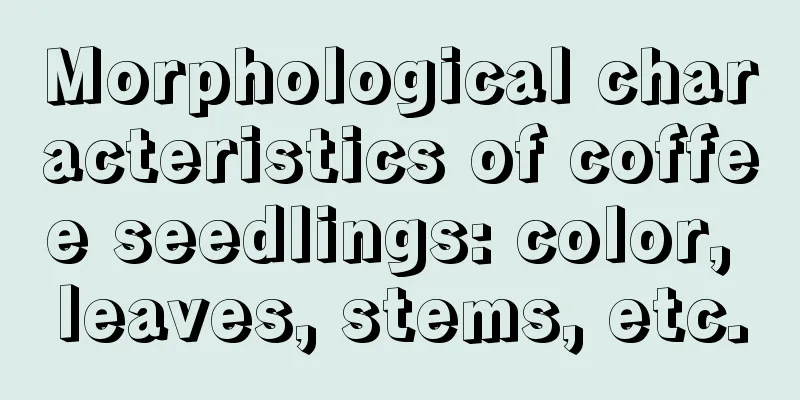 Morphological characteristics of coffee seedlings: color, leaves, stems, etc.